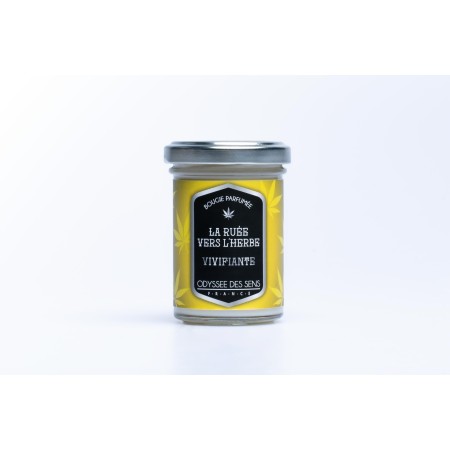 Bougie Ruée vers l'Herbe Vivifiante